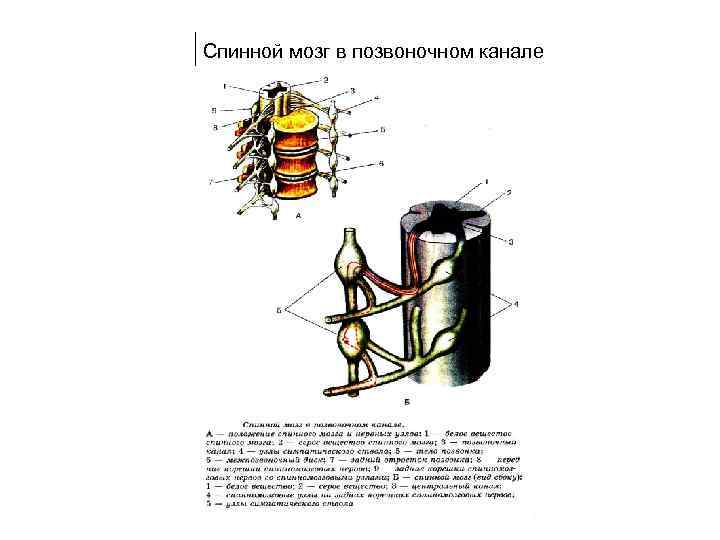Спинной мозг в позвоночном канале 