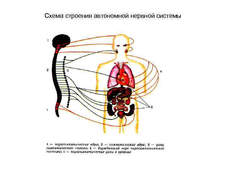 Схема строения автономной нервной системы 