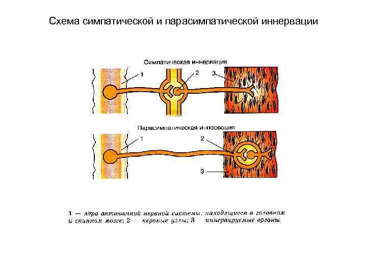 Схема симпатической и парасимпатической иннервации 