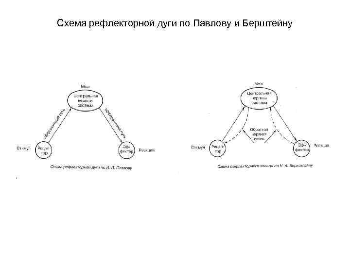 Схема рефлекторной дуги по Павлову и Берштейну 