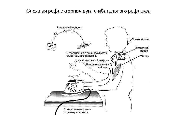 Сложная рефлекторная дуга сгибательного рефлекса 