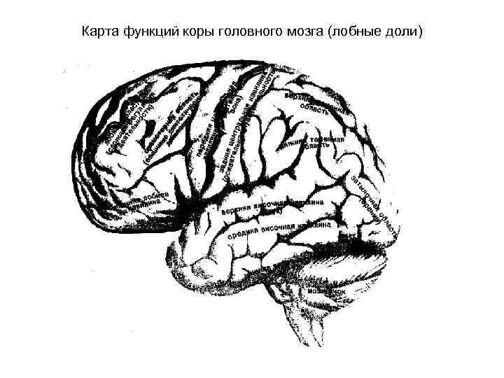 Карта функций коры головного мозга (лобные доли) 