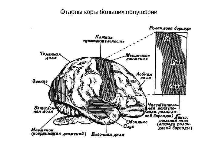 Отделы коры больших полушарий 