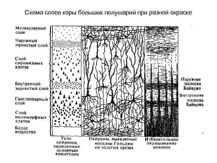 Схема слоев коры больших полушарий при разной окраске 