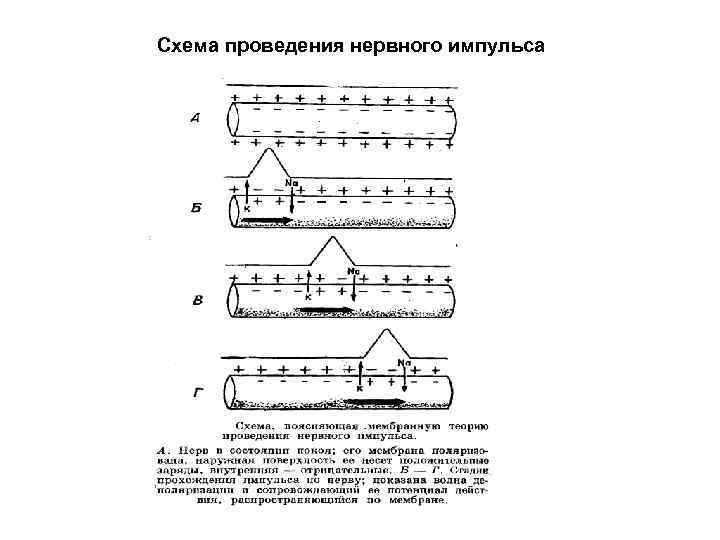 Схема проведения нервного импульса 