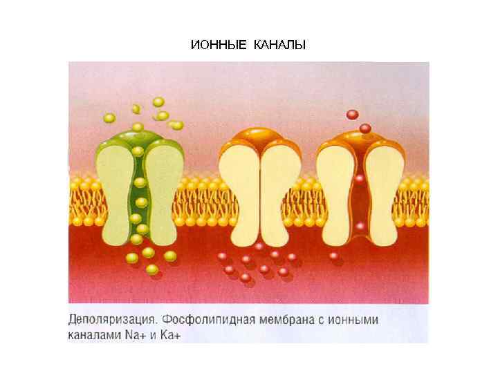 ИОННЫЕ КАНАЛЫ 
