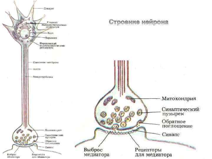 Особое строение. Строение нейрона нейрофизиология. Строение нейрона сома. Строение нервной клетки нейрофизиология. Общее строение нейрона Маклаков.