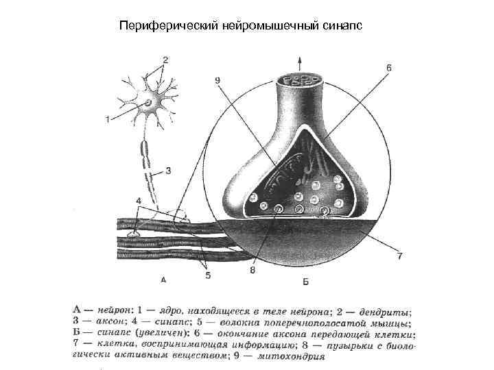Периферический нейромышечный синапс 