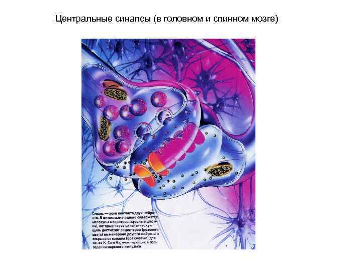 Центральные синапсы (в головном и спинном мозге) 