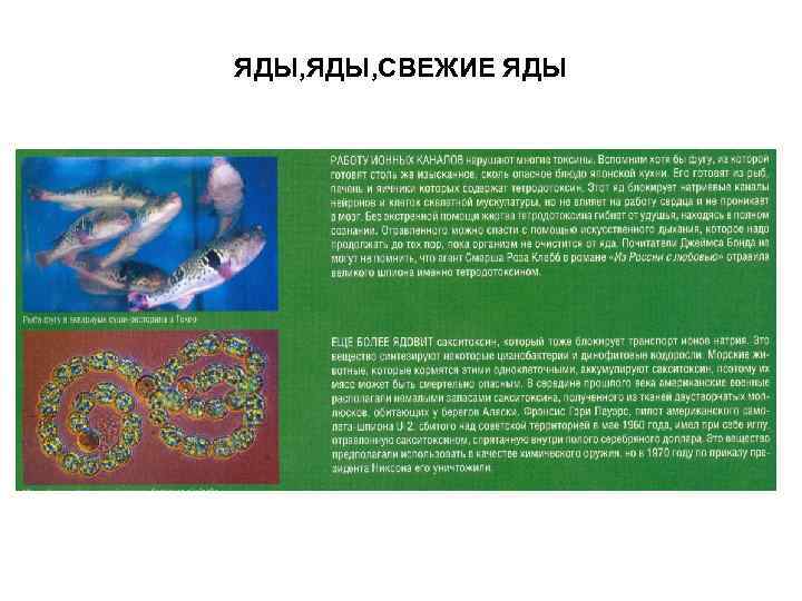 ЯДЫ, СВЕЖИЕ ЯДЫ 