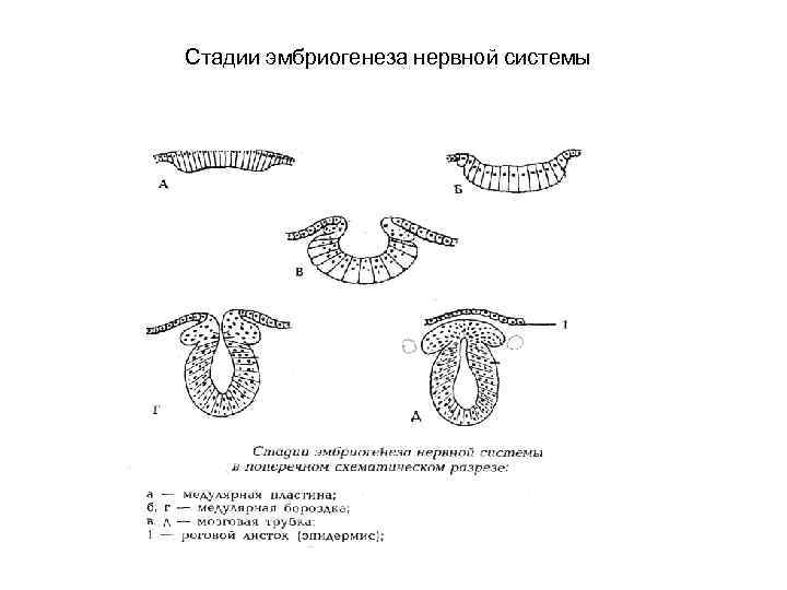 Стадии эмбриогенеза нервной системы 