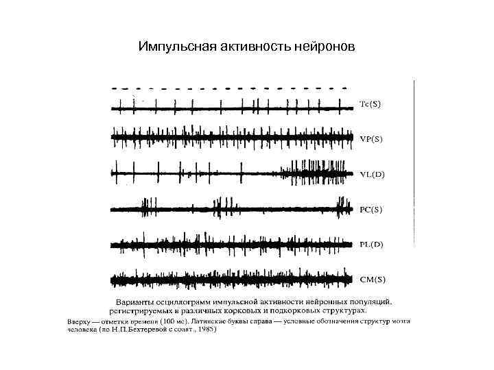 Импульсная активность нейронов 