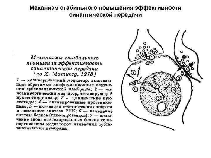 Механизм стабильного повышения эффективности синаптической передачи 