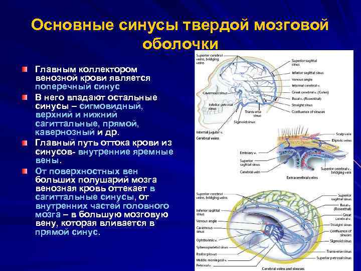 Основные синусы твердой мозговой оболочки Главным коллектором венозной крови является поперечный синус В него