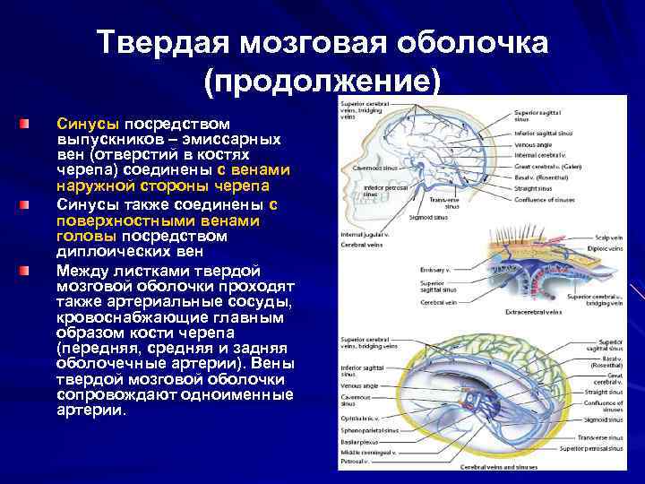 Синусы оболочки головного мозга. Синусы твердой мозговой оболочки схема. Вены головного мозга венозные синусы твердой мозговой оболочки. Схема сообщений синусов твердой мозговой оболочки. Диплоические вены отток.