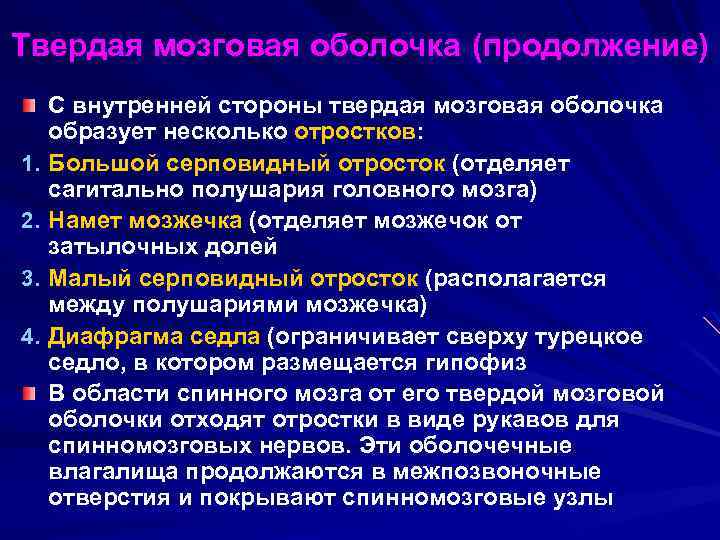 Твердая мозговая оболочка (продолжение) 1. 2. 3. 4. С внутренней стороны твердая мозговая оболочка