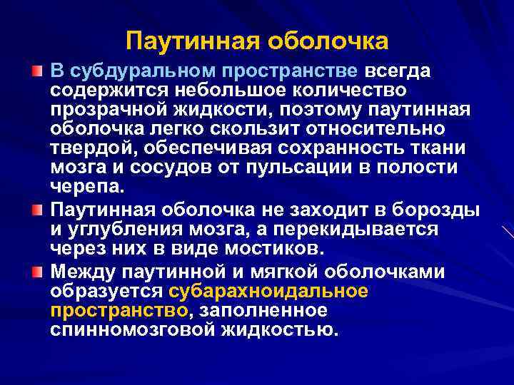 Паутинная оболочка В субдуральном пространстве всегда содержится небольшое количество прозрачной жидкости, поэтому паутинная оболочка
