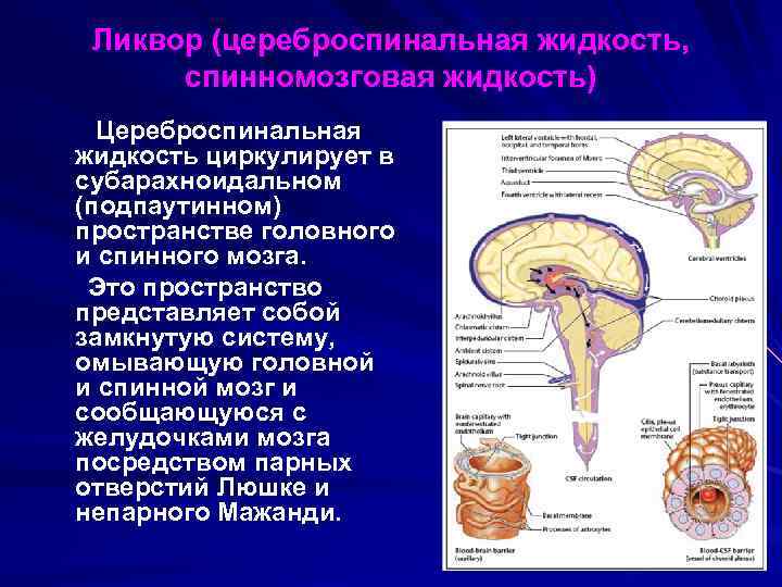 Ликвор (цереброспинальная жидкость, спинномозговая жидкость) Цереброспинальная жидкость циркулирует в субарахноидальном (подпаутинном) пространстве головного и