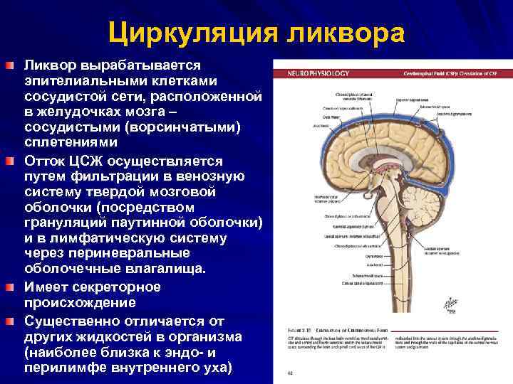 Мозжечок у плода норма. Циркуляция ликвора анатомия. Строения оболочек головного и спинного мозга системы желудочков. Пути оттока ликвора. Пути циркуляции спинномозговой жидкости.