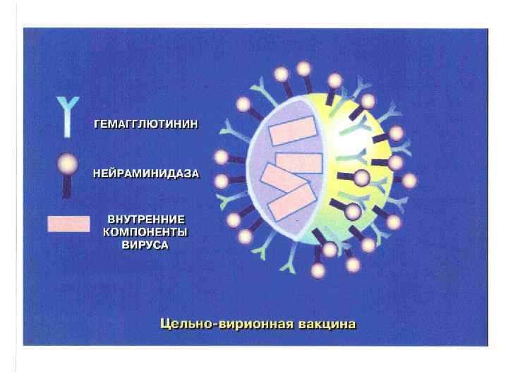 Нейраминидаза вируса гриппа. Гемагглютинин вируса. Гемагглютинин и нейраминидаза. Гемагглютинин строение. Роль нейраминидазы и гемагглютининов в вирусной репликации.