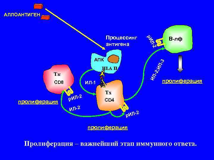 АЛЛОАНТИГЕН Процессинг В-лф р. И антигена Л- 2 АПК 3 Л- HLA IІ И