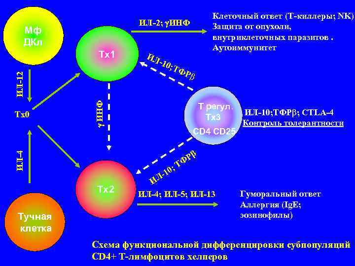  Клеточный ответ (Т-киллеры; NK) ИЛ-2; ИНФ Защита от опухоли, Мф внутриклеточных паразитов. ДКл