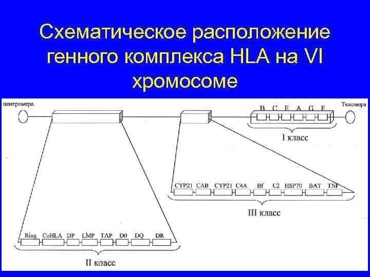 Схематическое расположение генного комплекса HLA на VI хромосоме 