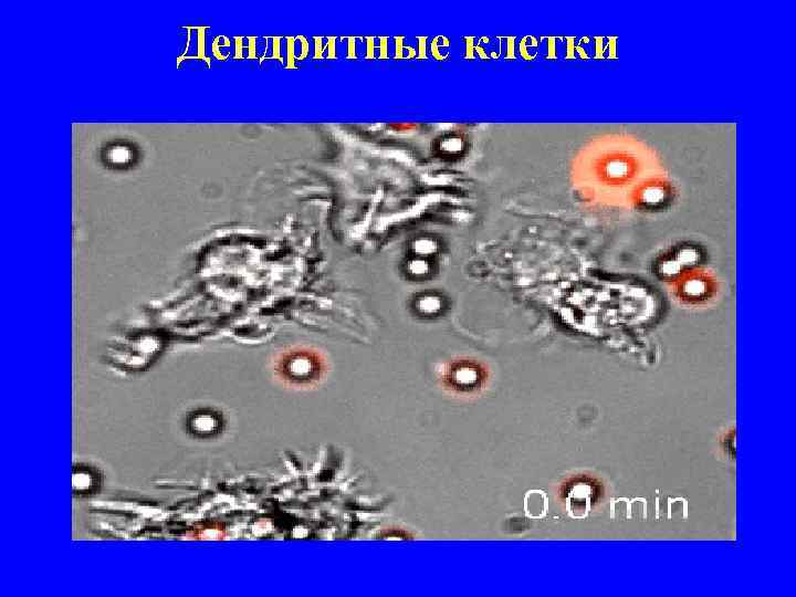 Дендритные клетки 