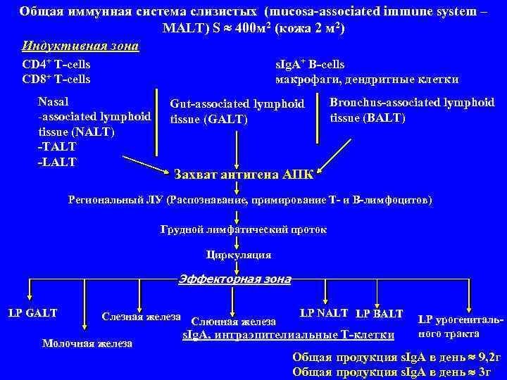  Общая иммунная система слизистых (mucosa-associated immune system – MALT) S 400 м 2