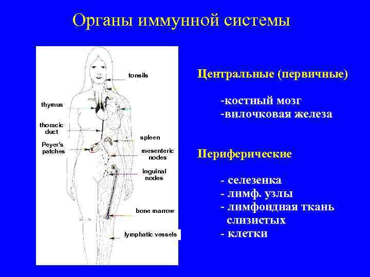  Органы иммунной системы tonsils Центральные (первичные) thymus костный мозг вилочковая железа thoracic duct