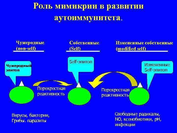  Роль мимикрии в развитии аутоиммунитета. Чужеродные Собственные Измененные собственные (non-self) (Self) (modified self)