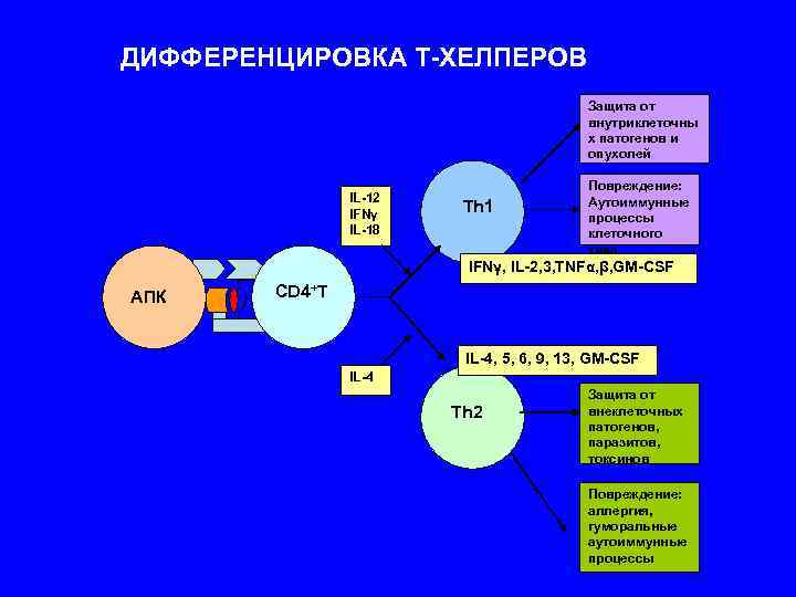 ДИФФЕРЕНЦИРОВКА Т-ХЕЛПЕРОВ Защита от внутриклеточны х патогенов и опухолей Повреждение: IL-12 Аутоиммунные IFNγ Th