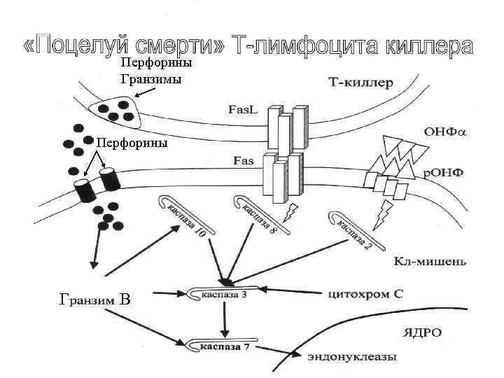 Схема подсчета лимфоцитов разных популяций с помощью проточного цитофлюориметра иммунология