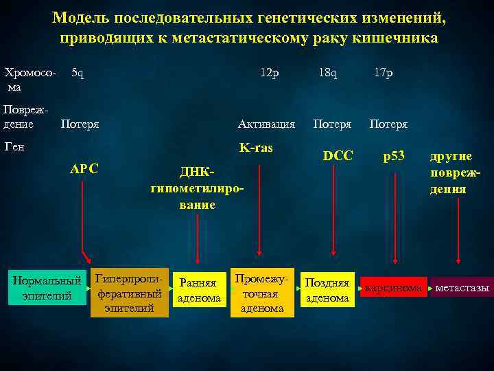 Модель последовательных генетических изменений, приводящих к метастатическому раку кишечника Хромосо- 5 q 12 p