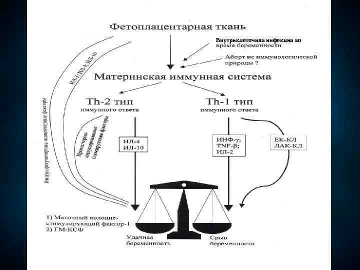 Иммунология репродукции презентация