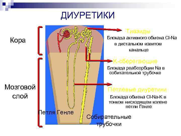 ДИУРЕТИКИ Тиазиды Блокада активного обмена Cl-Na в дистальном извитом канальце Кора K-сберегающие Блокада реабсорбции