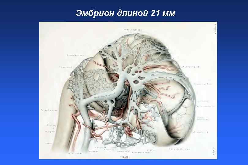 Эмбрион длиной 21 мм 