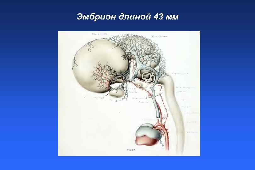 Эмбрион длиной 43 мм 