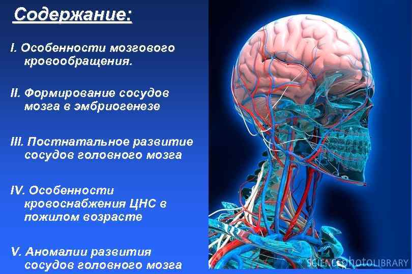 Нарушение кровообращения цнс. Гемодинамика головного мозга. Кровоснабжение мозга. Кровоток головного мозга. Особенности кровоснабжения головного мозга.