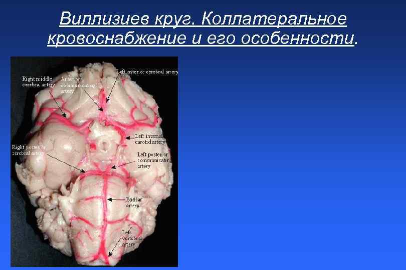 Виллизиев круг. Коллатеральное кровоснабжение и его особенности. 