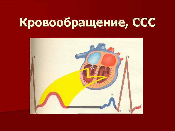 Кровообращение, ССС 