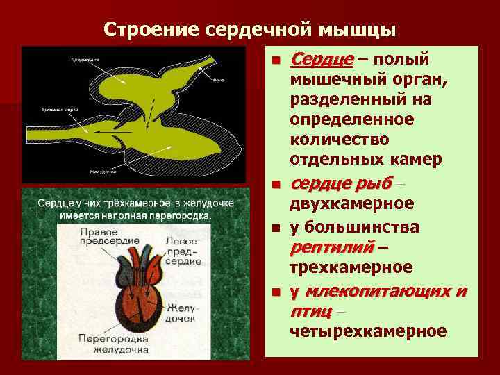 Строение сердечной мышцы n n Сердце – полый мышечный орган, разделенный на определенное количество