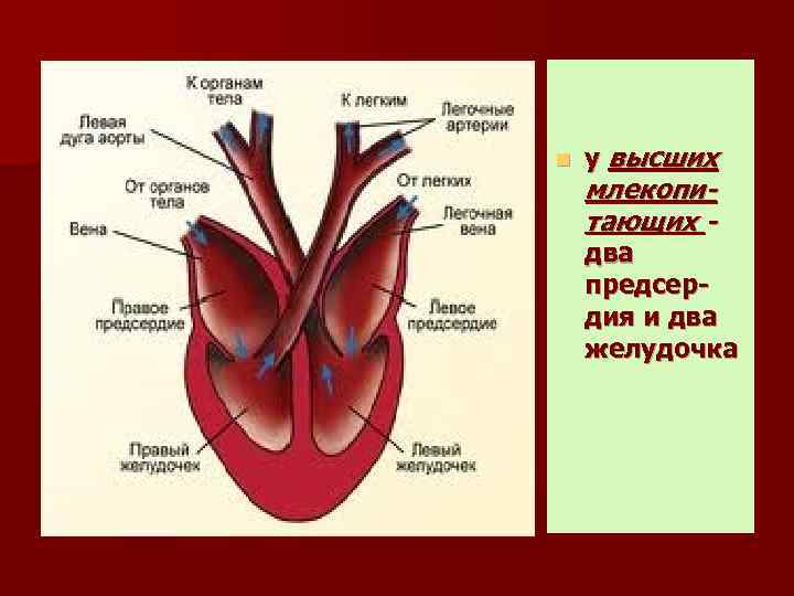 n у высших млекопитающих - два предсердия и два желудочка 