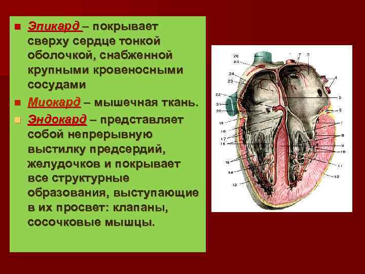 Какие сосуды в левом предсердии. Кровоснабжение эндокарда. Эпикард и эндокард кровоснабжение. Кровоснабжение эпикарда. Сердце покрыто эпикардом.