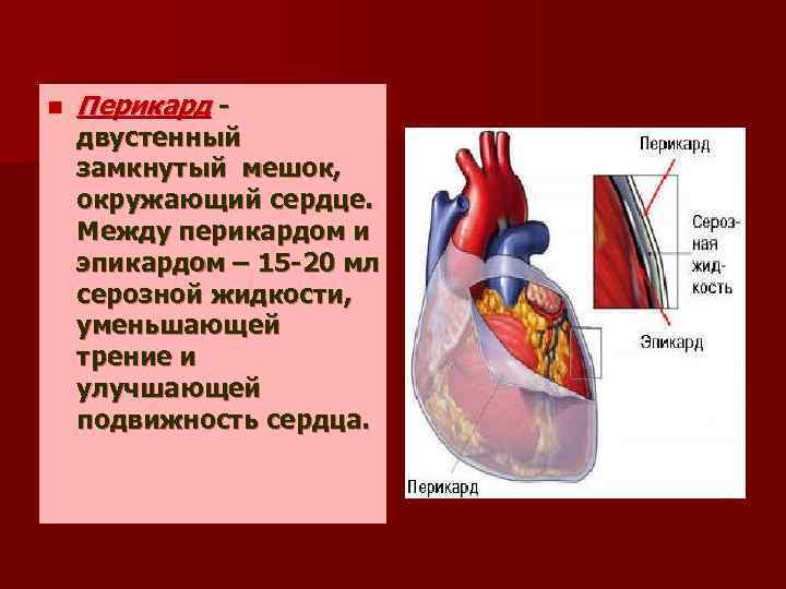 Перикард что это простыми словами