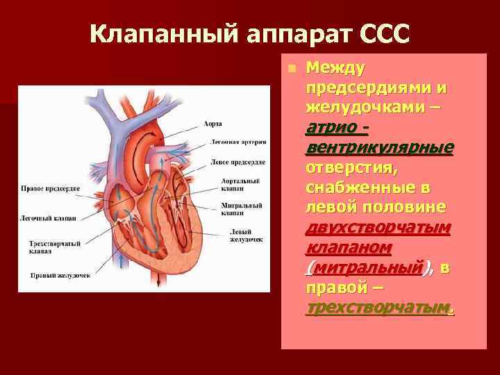 Клапанный аппарат ССС n Между предсердиями и желудочками – атрио вентрикулярные отверстия, снабженные в