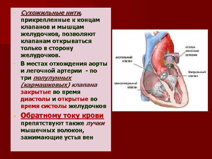 Сердечные струны геншин. Сосочковые мышцы сердца и сухожильные нити. Сухожильные нити клапанов. Сухожильные нити сердца. Сухожильные хорды сердца.