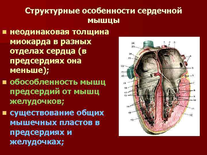 Характеристика правого предсердия. Функциональные особенности сердечной мышцы. Особенности сердечной м. Особенности сердца. Особенности мышцы сердца.
