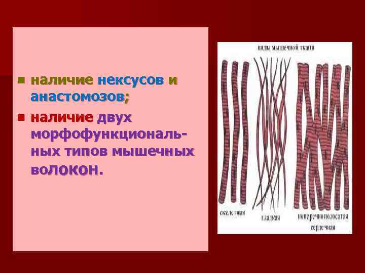 наличие нексусов и анастомозов; n наличие двух морфофункциональных типов мышечных волокон. n 