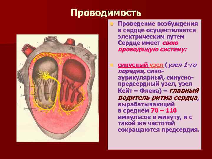 Проводимость n Проведение возбуждения в сердце осуществляется электрическим путем Сердце имеет свою проводящую систему: